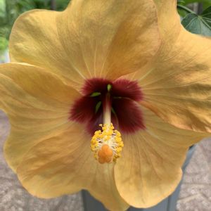 ハイビスカス,鉢植え,ガーデニング,黄色い花,植木鉢の画像