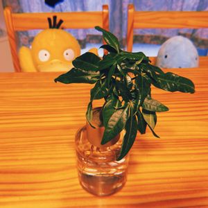 パキラ,パキラ,観葉植物,100均,水耕栽培の画像