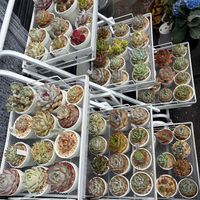 エケベリア,リトープス,多肉植物,エケベリア属,今日のお花の画像