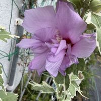グロリオサ,ユーパトリウム,バラ ダブルデライト,紫陽花ディープ・パープル,斑入りムクゲ、バンゴッホの画像