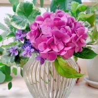 アジサイ,アジサイ,モンステラ,ワイヤープランツ,紫陽花の画像
