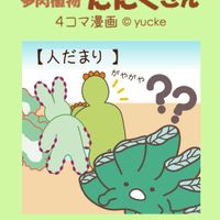カランコエ,エケベリア,ハオルチア,月兎耳,パーティードレスの画像