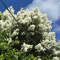 ティーツリー,フトモモ科,白と緑,木曜モフモフ,木曜は木の花の画像