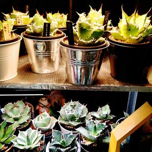 アガベ,アガベ,アガベ チタノタ,多肉植物,観葉植物の画像
