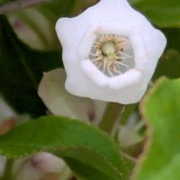 ドウダンツツジ,ドウダンツツジ,ドウダンツツジ,花のある暮らし,植物好きの画像