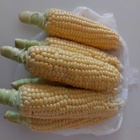 とうもろこし,チーム福岡,キッチンの画像