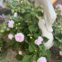 インパチェンス,ラミウム,白鳥,ピンクの花の画像
