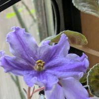 セントポーリア,紫の花の画像