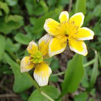 リュウキンカ,山野草,尾瀬,湿原の植物の画像