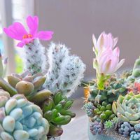 アロマティカス,ポーチュラカ ウェルデルマニー,多肉植物,多肉寄せ植え,エケベリア属の画像