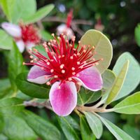 フェイジョア,赤い花,樹木,6月の花,スマホ撮影の画像