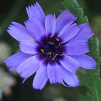 クレマチス,カリフォルニアポピー,カタナンケ,my garden,おうち園芸の画像