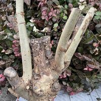 剪定,小さな庭♡の画像