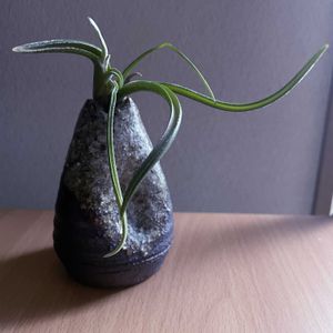 チランジア,エアプランツ,一輪挿し,信楽焼,iPhone撮影の画像