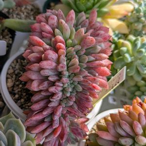 斑入りパリダム,アリエル綴化,多肉植物,葉挿し,多肉寄せ植えの画像