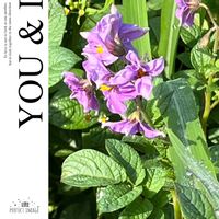 ジャガイモ,初めまして,ウォーキングの楽しみの画像