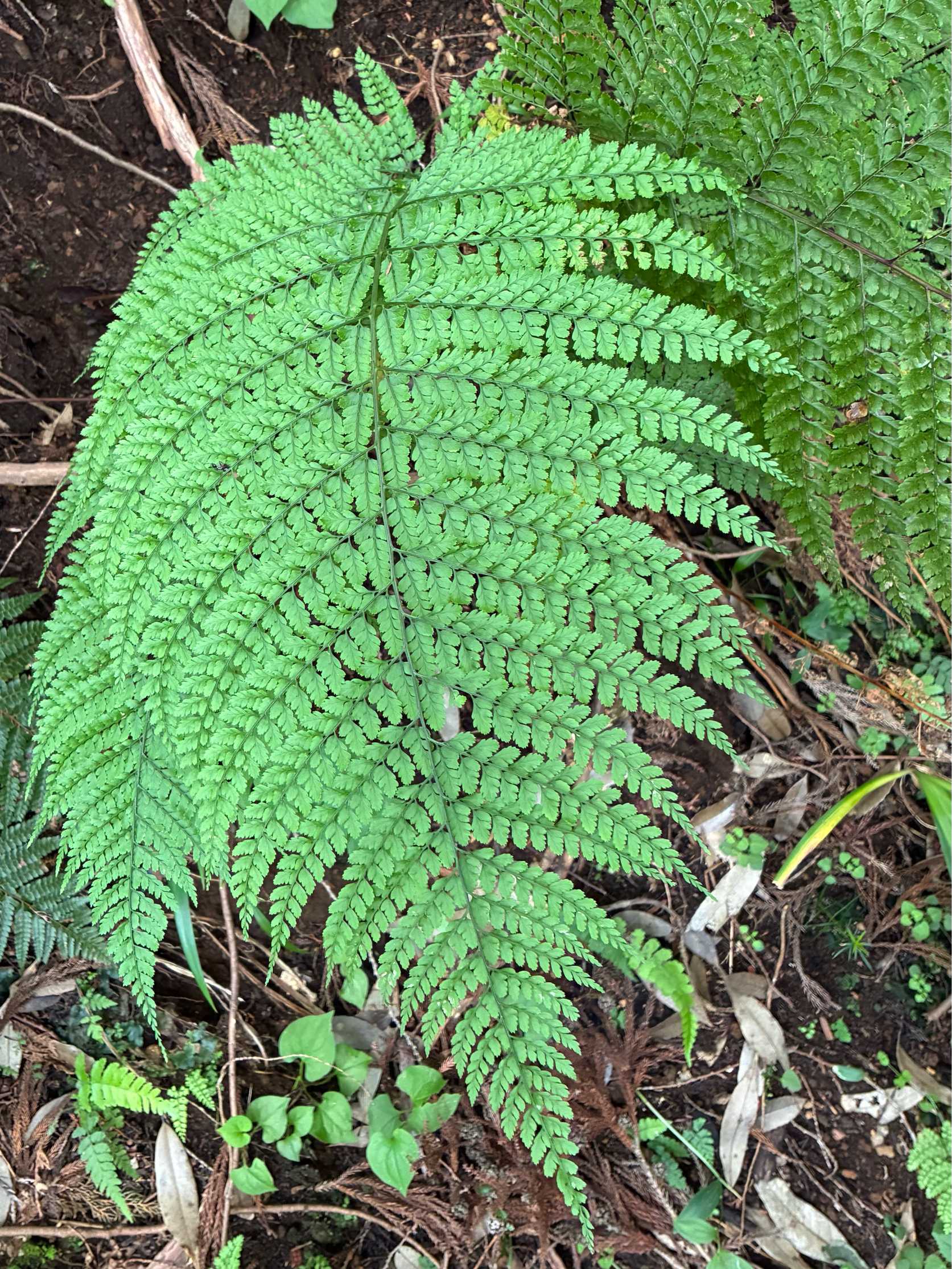 や*ょ様 山野草、シダ植物、着生植物　[スギラン]　大株１塊 大雄山の植物(シダ植物・後編 )2026.6.14｜🍀GreenSnap（グリーン
