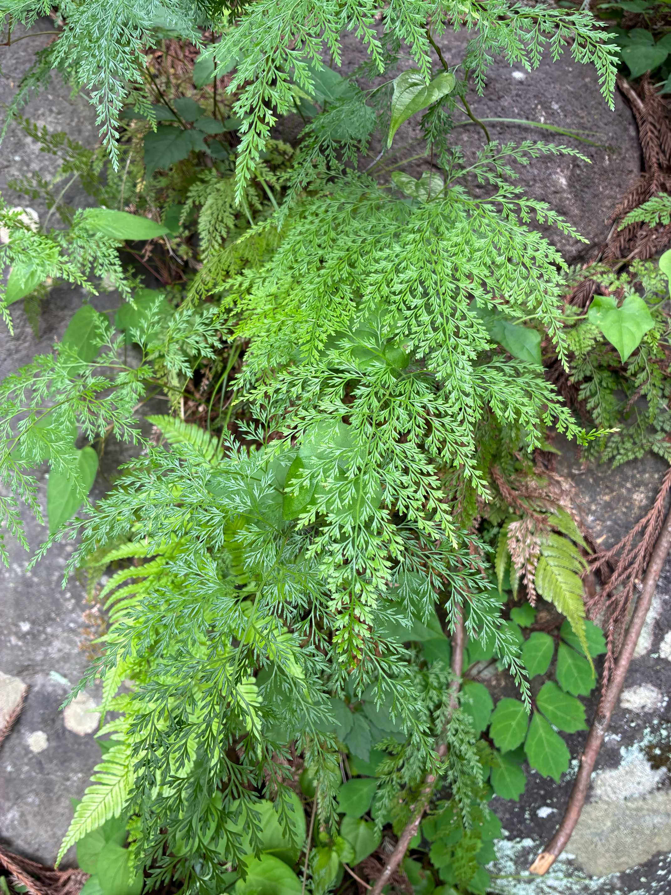 大雄山の植物(シダ植物・後編 )2026.6.14｜🍀GreenSnap（グリーン