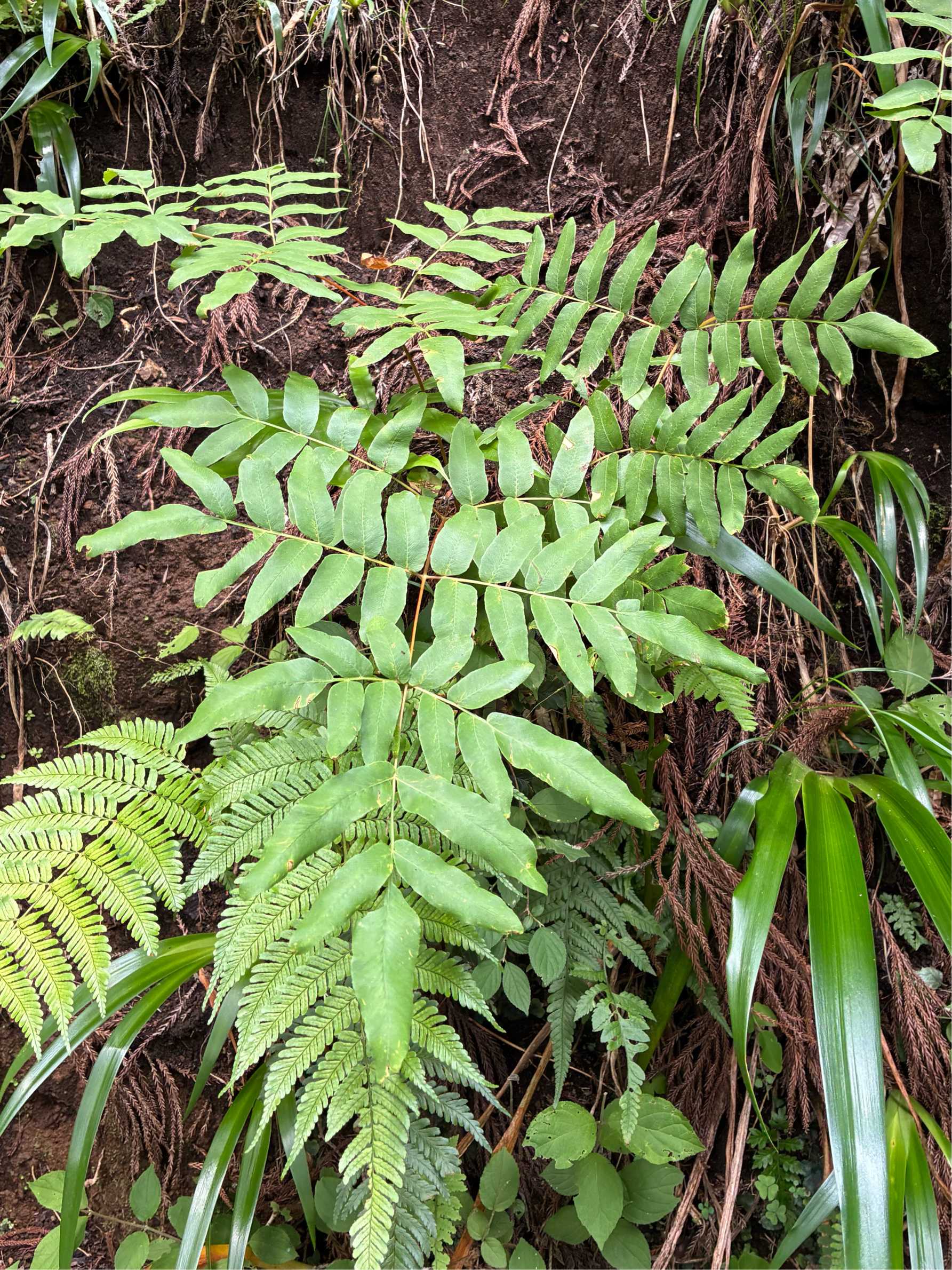 大雄山の植物(シダ植物・後編 )2026.6.14｜🍀GreenSnap（グリーン