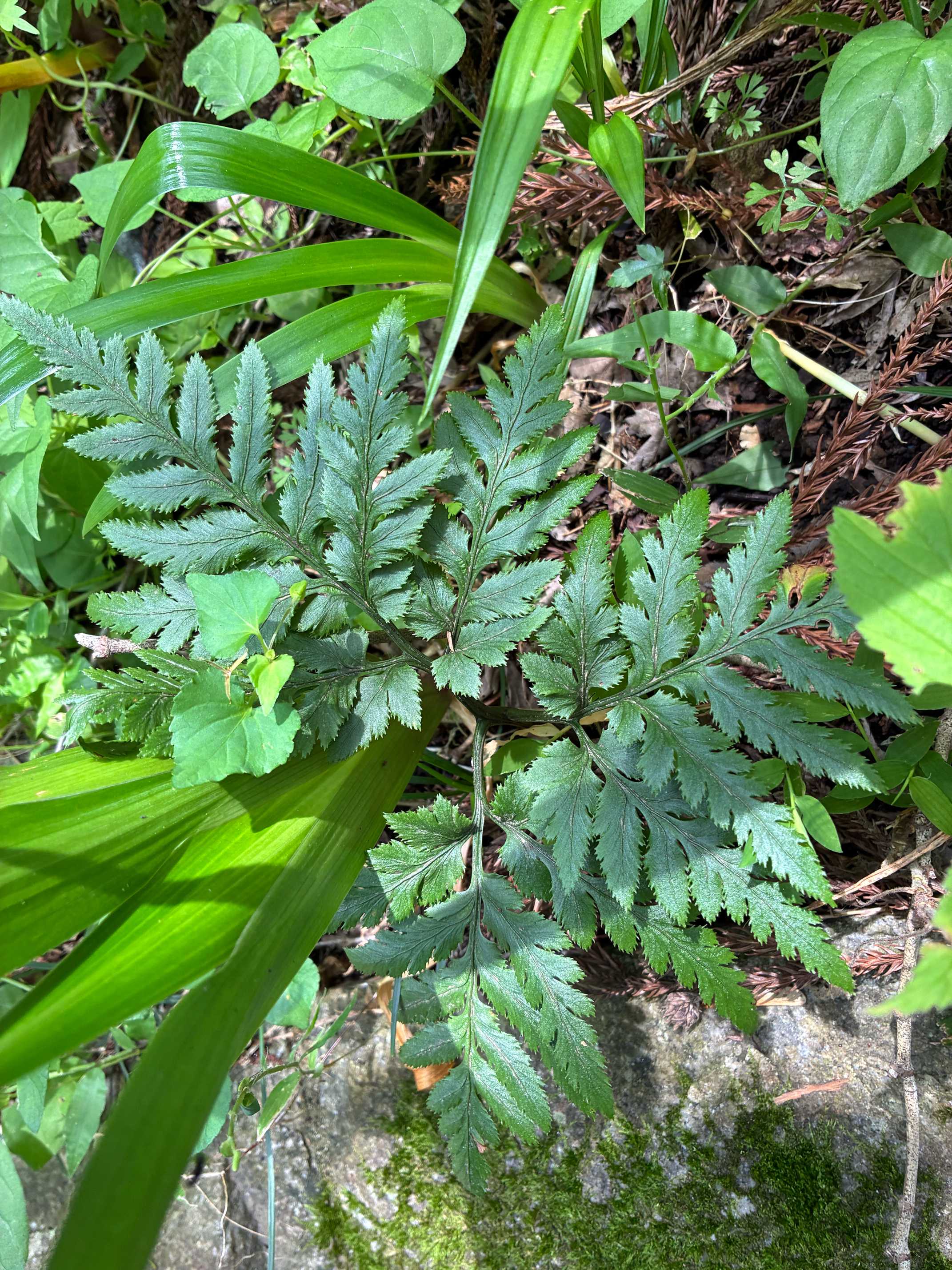 大雄山の植物(シダ植物・後編 )2026.6.14｜🍀GreenSnap（グリーン
