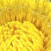 タンポポ,たんぽぽ,黄色の花,今日も元気で,今日も笑顔で♡の画像