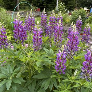 ハーブ,ナチュラルガーデン,山野草,花のある暮らし,北海道の画像
