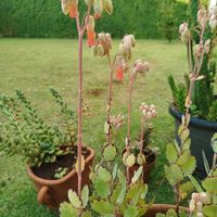 胡蝶の舞,胡蝶の舞,鉢植え,成長記録,成長中の画像