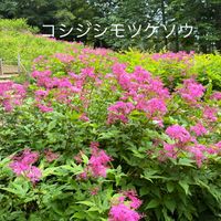 ササユリ,六甲高山植物園,お出かけ先の画像