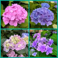アジアンタム,可愛い,お散歩,紫陽花 アジサイ あじさい,花のある暮らしの画像