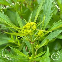 オミナエシ,ハマギク,花壇,お花大好き♡,復興祈願の画像
