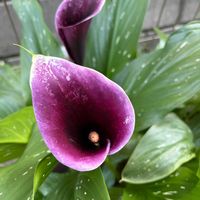 カラー,レースフラワー,レースラベンダー,ガーデニング,花のある暮らしの画像