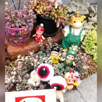 アジサイ,ゼフィランサス,日々草,朧月,百日草の画像