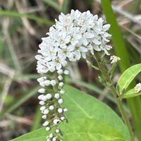 ウツギ,オカトラノオ,ガマズミ,白い花,虎の尻尾の画像