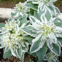 ハツユキソウ,我がハイツの植物(^^),2018年同期集まれ♪の画像