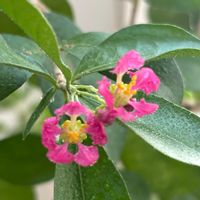 アセロラ,花のある暮らし,リビング・ダイニングの画像