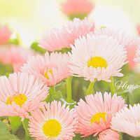 デージー,ガーデニング,ピンクの花,花のある暮らし,小さな幸せ♡の画像
