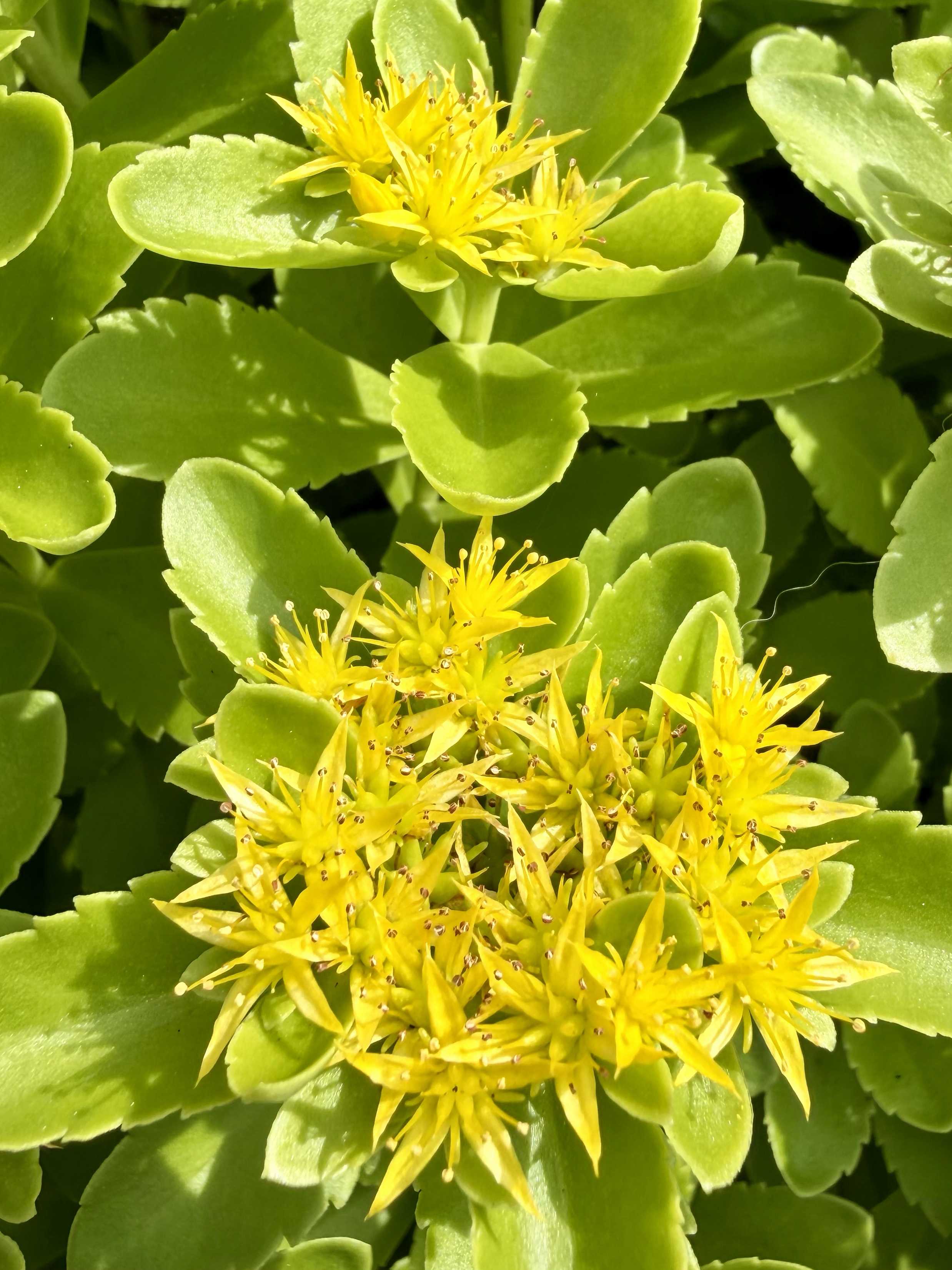 キリンソウ(麒麟草)の育て方｜植え付けや植え替えの時期は