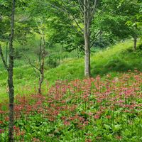 クリンソウ,クリンソウ,山野草,森の中,入笠山の画像