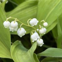クリンソウ,スズラン,山野草,入笠山,入笠湿原の画像