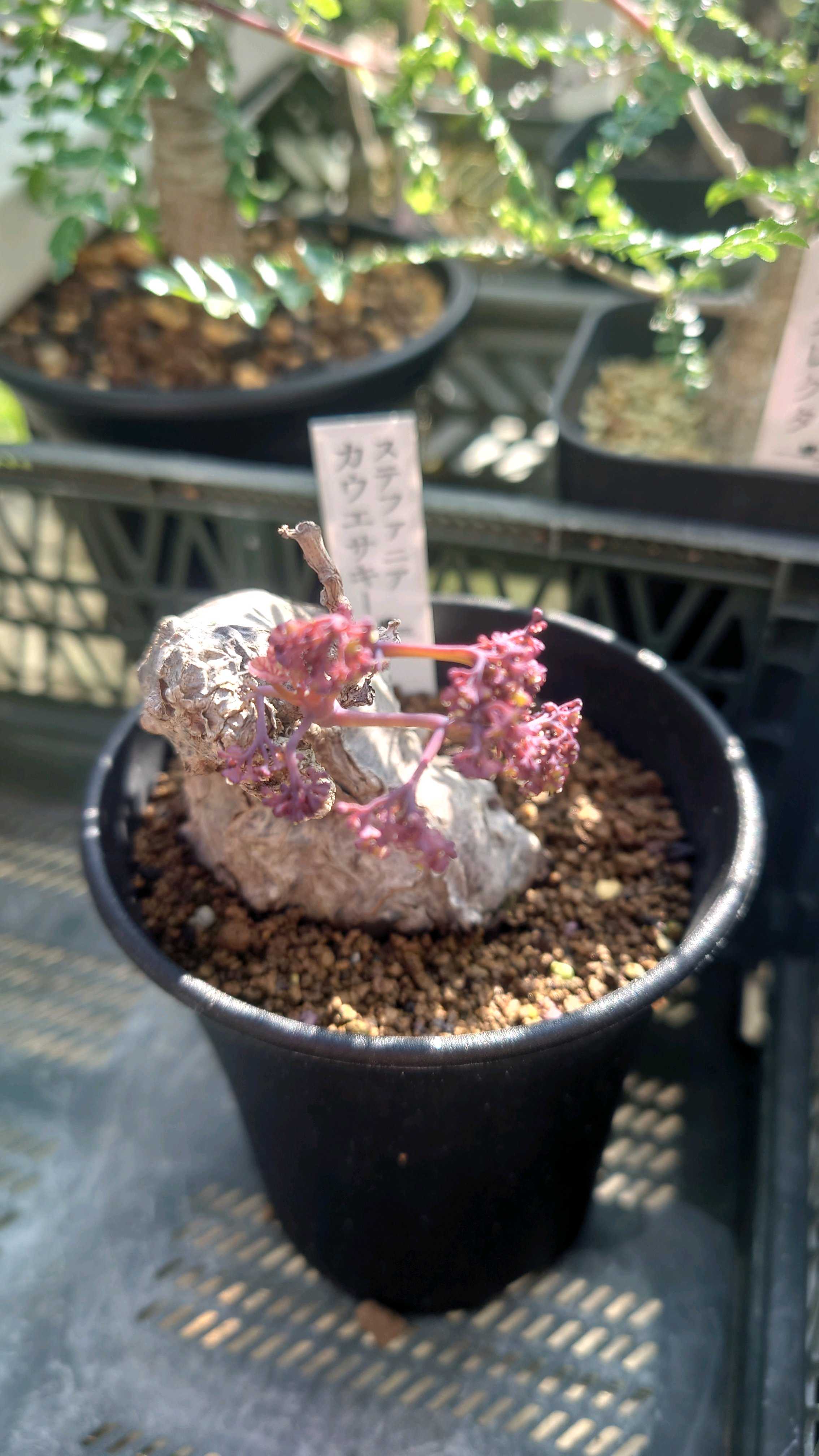 塊根植物(コーデックス)とは｜レアで人気の種類は？育て方のコツは