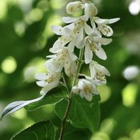 ウツギ,ウツギ,ウツギ,落葉低木,広島県山県郡北広島町の画像