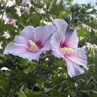 フヨウ,八重咲き金魚草トゥイニー,紫陽花 アジサイ あじさい,植物のある暮らし,季節の花を楽しむの画像