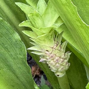 パイナップルリリー,パイナップルリリー,ユーコミス（パイナップルリリー）,花のある暮らし,お楽しみ❀.(*´▽`*)❀.の画像