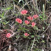 ヤマツツジ,素敵な出会い,季節を楽しむ,胸キュン,自生の花の画像
