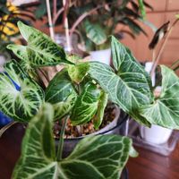 シンゴニウム,シンゴニウム　バティック,観葉植物,室内組の画像