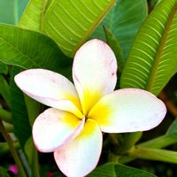 プルメリア,生命力,可愛い,挿し木,小さな花壇の画像