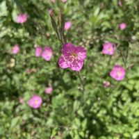 ヤツデ,イングリッシュラベンダー,シロツメクサの原っぱ,森 林の画像