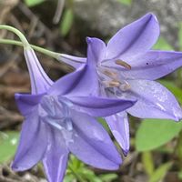 トリテレイア,花壇,ガーデニング,山野草,キジカクシ科の画像