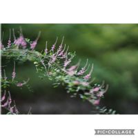 ヘビイチゴ,コマツナギ,元気をありがとう٩( ᐛ )و,渓流の穏やかな流れ,猿の腰掛けと木漏れ日の画像