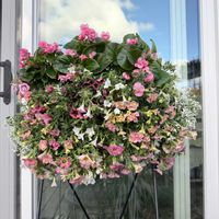 カリブラコア,ベゴニア,ペチュニア,寄せ植え,ガーデニングの画像